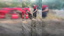 Bodrum'da kuyuya düşen köpeği itfaiye ekipleri kurtardı