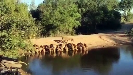 വെള്ളം കുടിക്കാന്‍ കൂട്ടത്തോടെയെത്തി സിംഹങ്ങള്‍; ഒരു അപൂര്‍വ കാഴ്ച, വൈറലായി വീഡിയോ