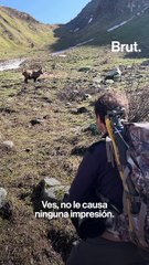 170 cabras montesas podrían ser sacrificadas en los Alpes franceses