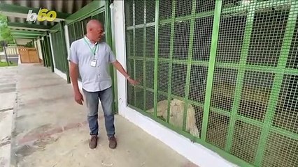 Rare White Lions Find New Home at Venezuelan Zoo