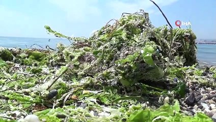 Marmara denizi kendini temizliyor: Yosunlarla belli oldu