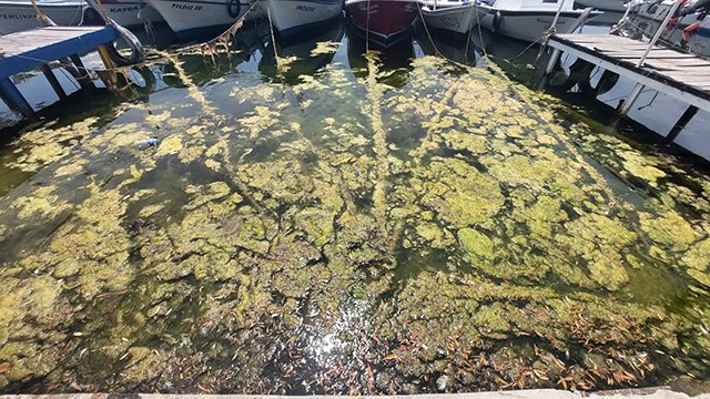Marmara denizi kıyıları yosunla kaplanıyor