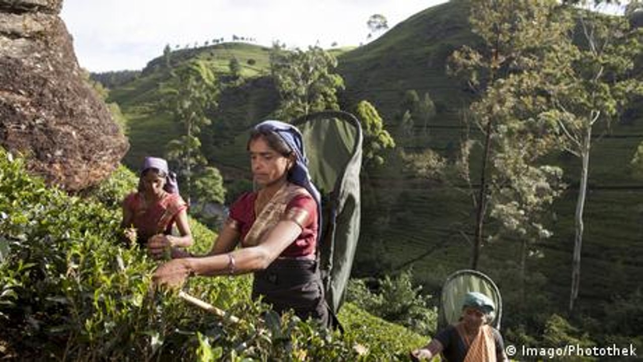 Krise trifft Sri Lankas Teepflücker hart