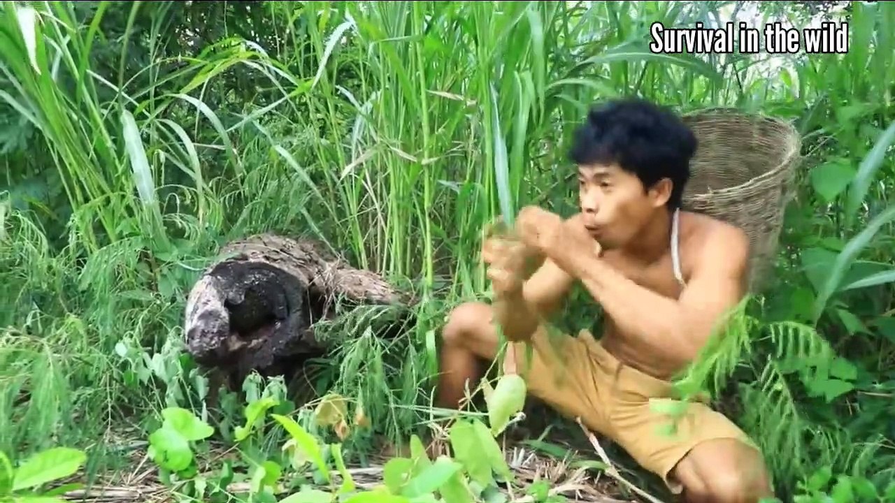 Bees live in trees, cook giant cassavas with bees live in trees