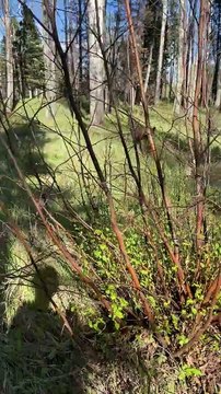 Il a eu la bonne idée de partir en balade en forêt avec une bombe anti-ours