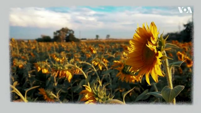 Война и голод. Как вторжение России в Украину повлияет на продовольственную безопасность_