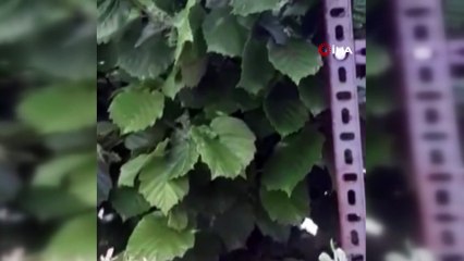 Kentte istila paniği! Bahçe ve evleri sardılar