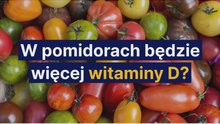 W pomidorach będzie więcej witaminy D?
