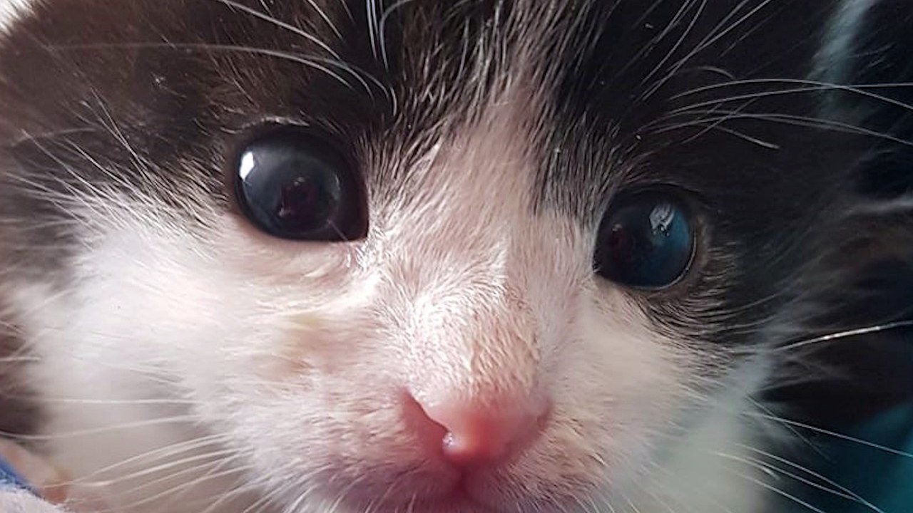 L'association L'arche de la gazelle appelle à l'adoption de chatons