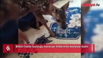 Bitkin halde bulduğu karacayı biberonla besleyip baktı