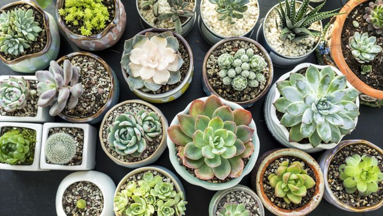How to Care for Succulents