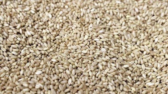 Ukrayna'dan dünyaya açılacak tahıl koridoru için gözler İstanbul'da! Küresel gıda krizini Türkiye çözecek