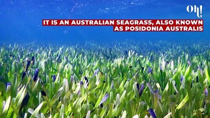 Researchers discover the ‘biggest plant on Earth’, three times the size of Manhattan island