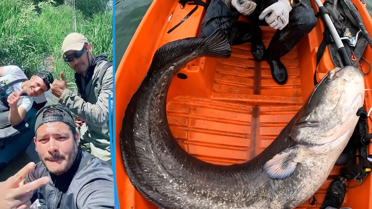 «La pêche au silure, c'est un combat» : près de Paris, ils traquent les poissons de plus de 2 mètres