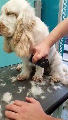Dog Nods Off During Grooming