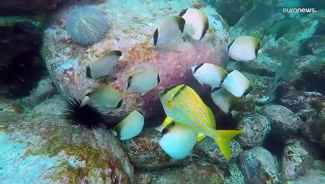 Il fotografo subacqueo David Doubilet: I cambiamenti climatici dipendono dalla salute degli oceani