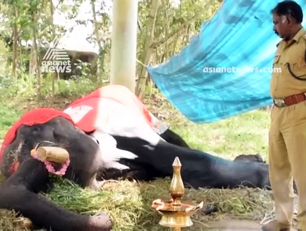 ആനപ്രേമികളുടെ പ്രിയങ്കരനായ നീലകണ്ഠന്‍ ചെരിഞ്ഞു