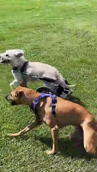 Dog Crashes His Wheelchair