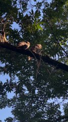 Young Owls Care for Each Other
