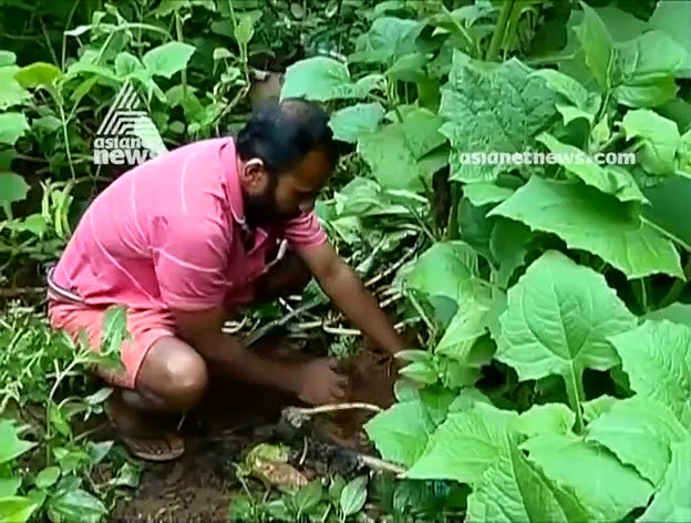കടൽ കടന്നെത്തിയ പഴങ്ങളുടെ രാജകുമാരൻ!