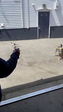 Dog Knocks Toy Drone Out With Bat