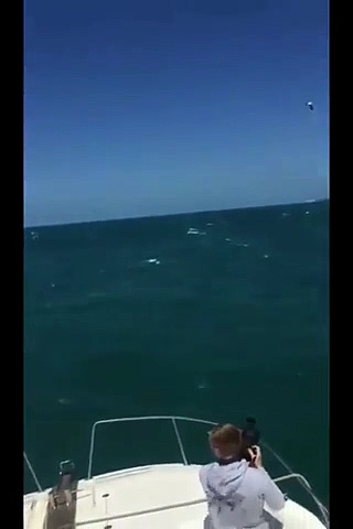 വമ്പന്‍ സ്രാവിനെ തുരത്തി കൊലയാളി തിമിംഗലങ്ങള്‍, നടുക്കടലിലെ കാണാക്കാഴ്ചകള്‍ അമ്പരപ്പിക്കുന്നത്