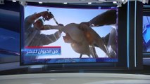 العربية 360 | أمراض تنتقل من الحيوانات إلى البشر