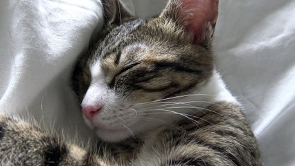 Cute Little Cat Lets Mom Play with His Ear