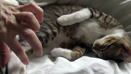 Cute Kitten Has a Fat Belly