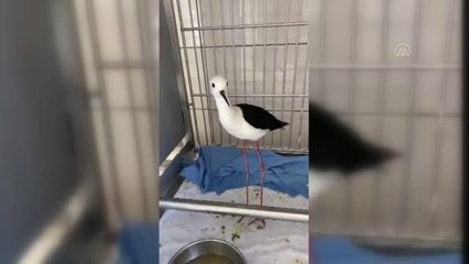 AFYONKARAHİSAR - Uzunbacak kuşu tedavisinin ardından sulak alana bırakıldı