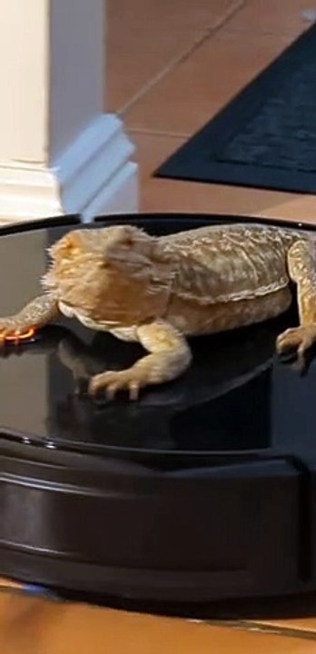 Bearded Dragon Loves Riding on Roomba
