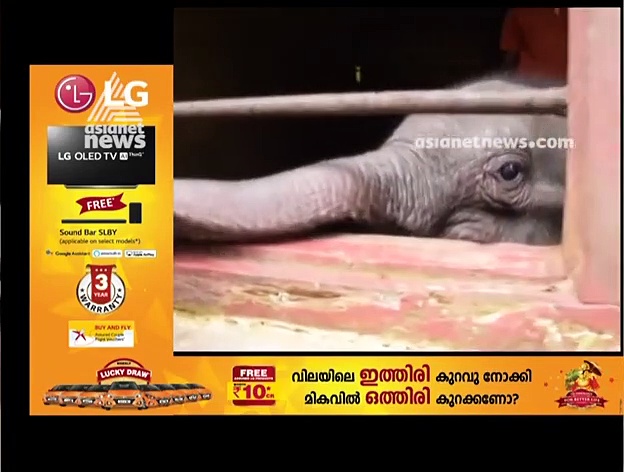 മലവെള്ളപ്പാച്ചിലില്‍ ഒറ്റപ്പെട്ട ആനക്കുട്ടി ഇവിടെയുണ്ട്