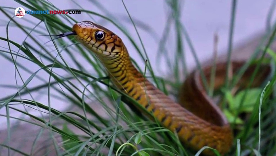 പാമ്പുശല്യം  കുറയ്ക്കാൻ ഈ വഴികൾ പ്രയോഗിക്കാം