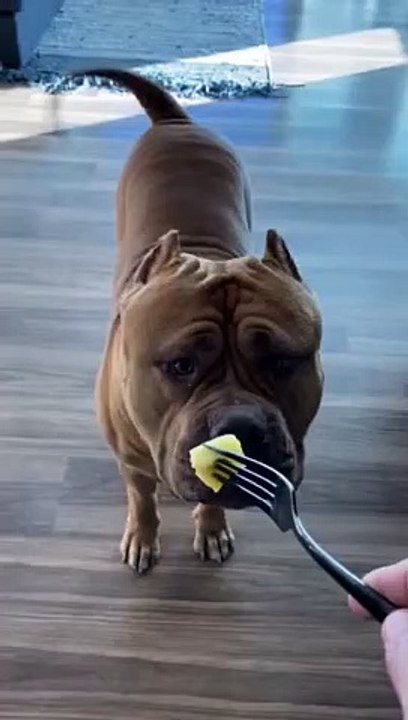 Massive pit bull tries pineapple for the first time (3)