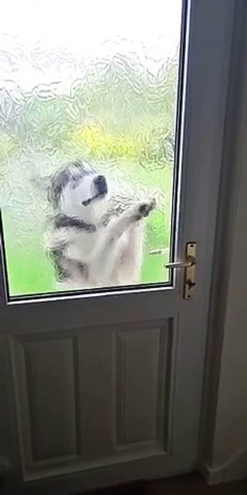 hacks his way into the house Clever Alaskan Malamute (2)