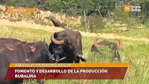 Fomento y desarrollo de la producción bubalina