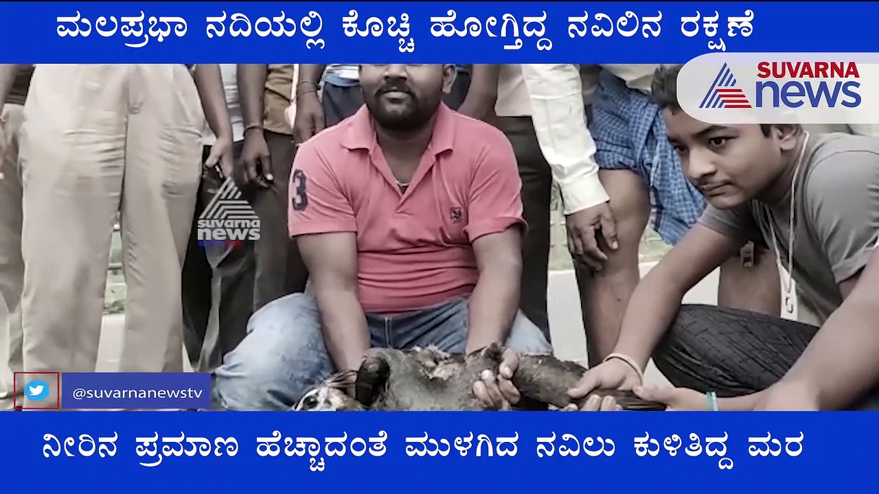 ಮಲಪ್ರಭೆ ಪ್ರವಾಹದಲ್ಲಿ ಕೊಚ್ಚಿ ಹೋಗ್ತಿದ್ದ ನವಿಲು ರಕ್ಷಣೆ