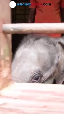 തിരുവനന്തപുരത്തിന്റെ ഓമനയാകാൻ തയ്യാറെടുത്ത് ഒരു കുട്ടിയാന!