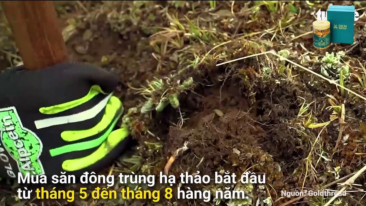 Người dân Tây Tạng mưu sinh bằng nghề săn tìm đông trùng hạ thảo trên cao nguyên  DKM Agri