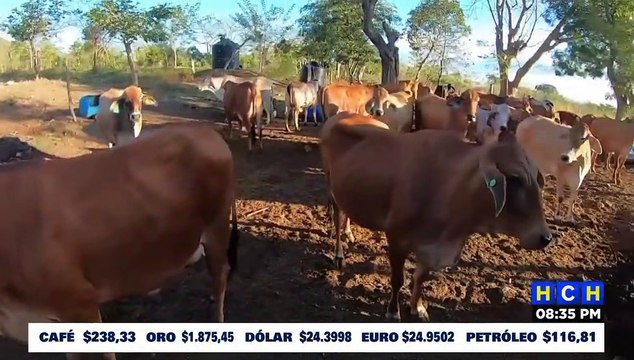 Productores de leche y lácteos arrastran pérdidas de hasta un 40%