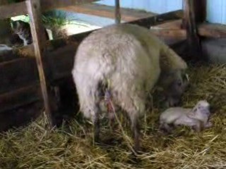 Moutons story