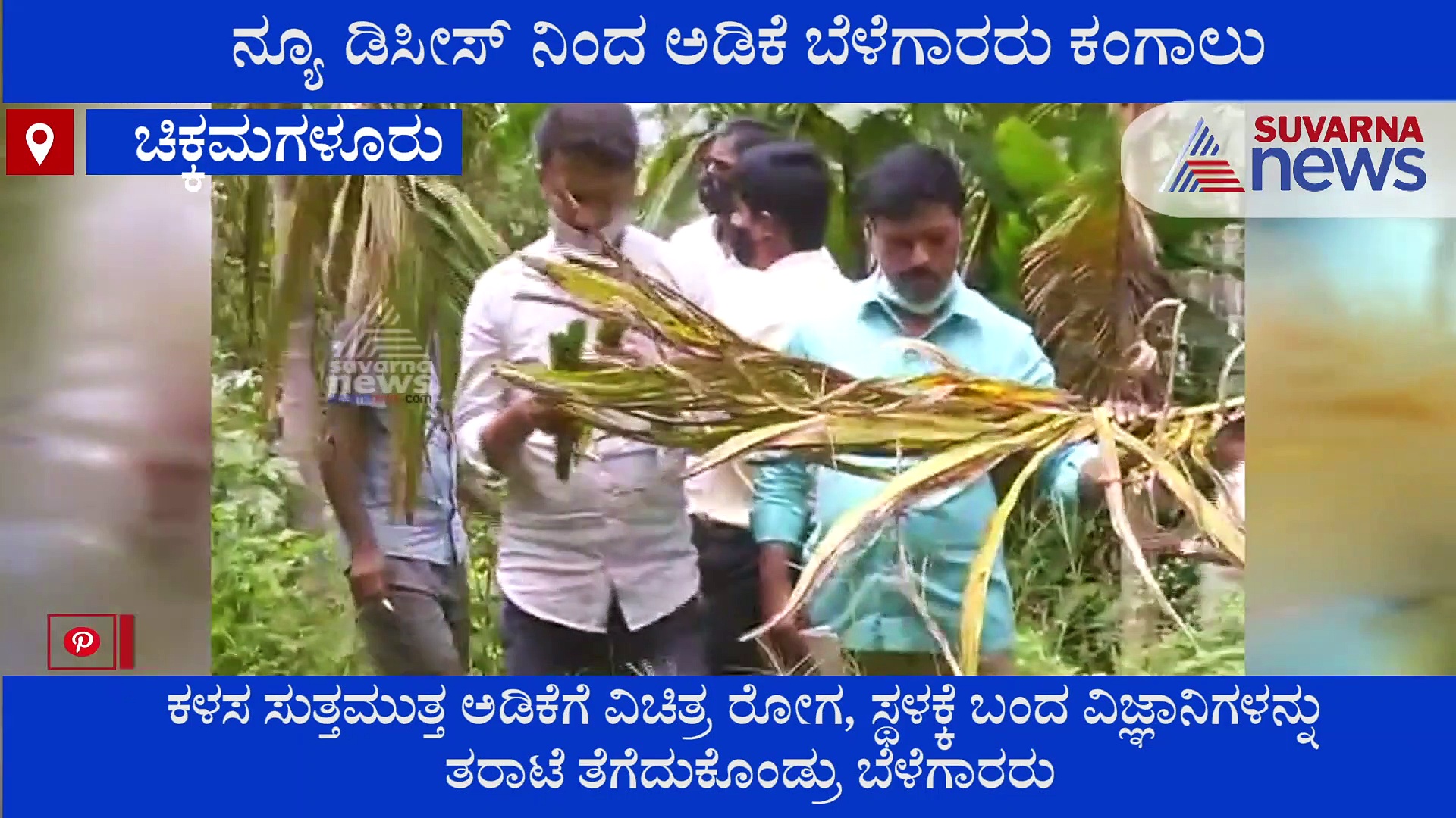 ಜನರಿಗೆ ಮಾತ್ರ ಅಲ್ಲ, ಅಡಿಕೆಗೂ ವೈರಸ್ ಕಾಟ.. ಬೆಳೆಗಾರರ ಬದುಕು ಹೈರಾಣ!