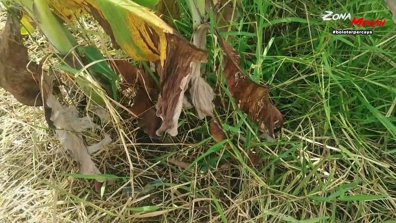 Heboh Penemuan Bayi di Pinggir Sungai