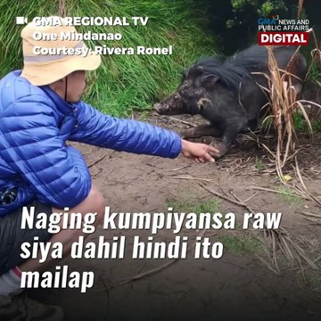 Hiker, inatake ng baboy ramo! | GMA News Feed