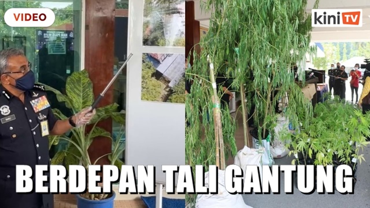 Edar ganja: Bekas diplomat, anak lelaki berdepan hukuman mati