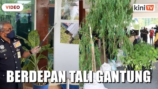 Edar ganja: Bekas diplomat, anak lelaki berdepan hukuman mati