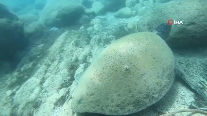 Ünlü profesörden ısıran caretta carettaler için 'Elle beslemeyin' uyarısı