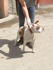 Tehlikeli ırk köpek sahibi 37 kişiye para cezası