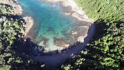Diver Reports Surge in Grey Nurse Shark Population Off Illawarra Coastline