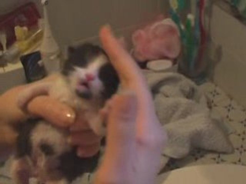 0803Chatons3joursBain